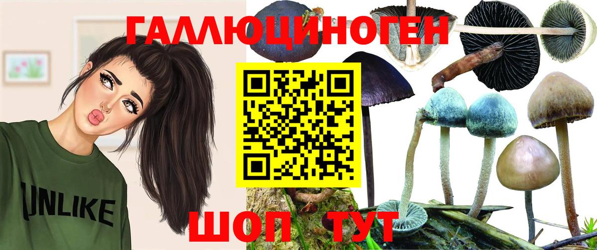 Галлюциногенные грибы Psilocybe Знаменск